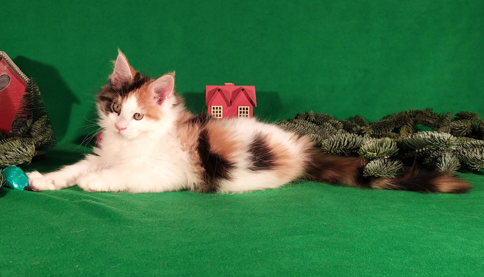 Kitten Page