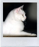Clicca per vedere la gallery-Click to see the gallery