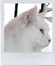 Clicca per vedere la gallery-Click to see the gallery