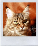 Clicca per vedere la gallery-Click to see the gallery