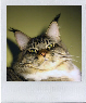 Clicca per vedere la gallery-Click to see the gallery