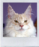 Clicca per vedere la gallery-Click to see the gallery